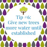 Watering tip #6