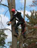 Tree work