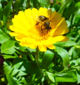 Pollinator on a flower