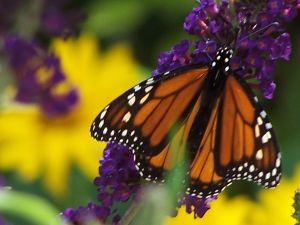 Landscape companies can help protect pollinators