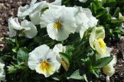Best White Pansy - Cats™ White from Benary 