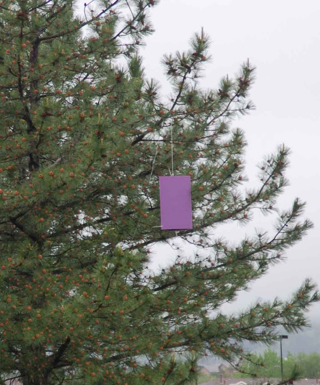 Purple EAB trap