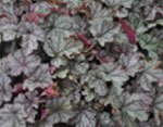 Carnival Silver Streak Heuchera