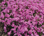 Phlox subulata ‘Early Spring® Light Pink’ (Early Spring Light Pink Creeping Phlox) 