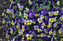'Endurio Blue Yellow with Purple Wing' by Syngenta