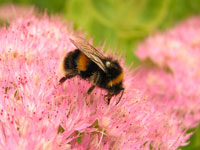 bumblebee on flower