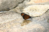 Butterfly in a puddle