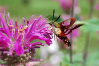 Hummingbird moth