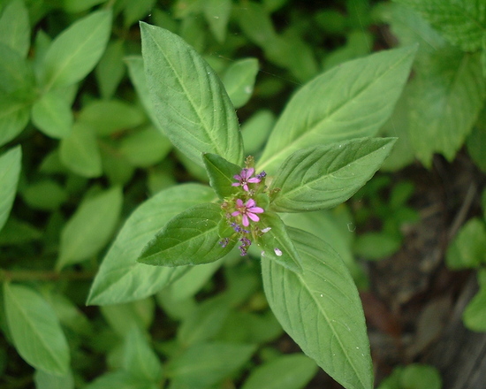 Flowering mint