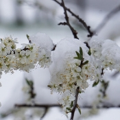 snow on blossoms