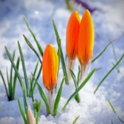 Tulip  in snow