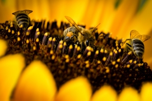 bees on a sunflower