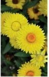 Bracteantha Granvia Gold from Suntory Flowers 