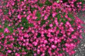 Kahorie scarlet border pinks