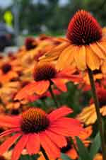 echinacea kismet intense orange