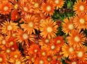 Granita orange ice plant