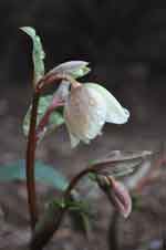 Helleborus winterbells