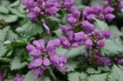 Lami dark purple spotted deadnettle