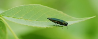 Adult EAB in Colorado. Photo: to Dan West, Colorado State Forest Service