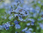 Alexander’s Great Brunnera