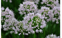 Allium Summer Beauty