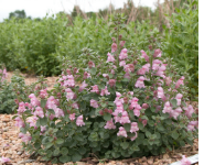 Antirrhinum sempervirens ‘P020S’ photo by Mike Bone