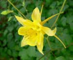 Denver Gold Columbine