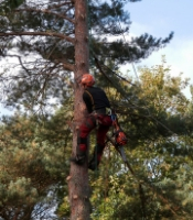 Arborist