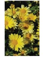 Argyranthemum Beauty Yellow from Westhoff