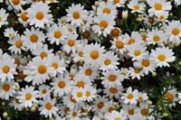 Argyranthemum 