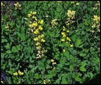 Baptisia Lemon Meringue