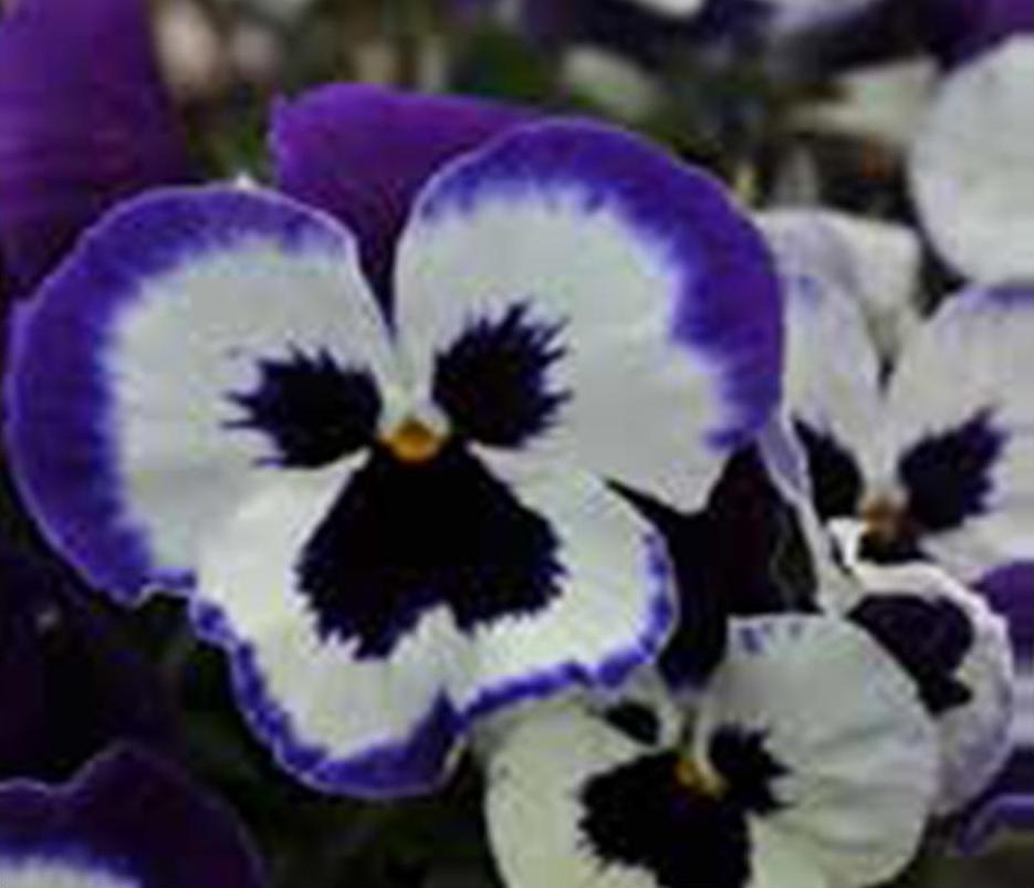 Pansy