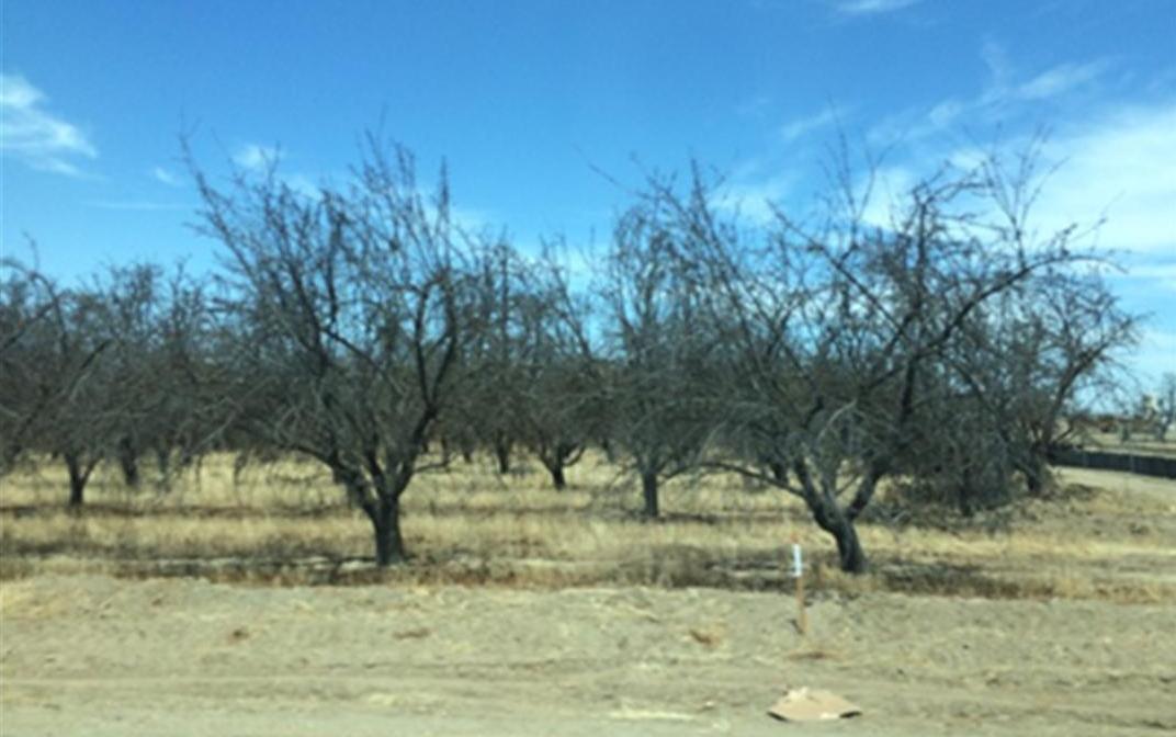 CA drought pic