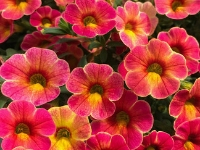 Calibrachoa Chameleon Atomic Orange