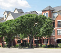 Trees on a street