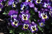 The Best of Show Pansy – ‘Freefall XL Purple Face’ from Floranova 
