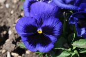Best Purple/Blue Pansy - Pansy Inspire® Plus Blue Blotch from Benary 