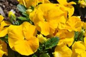 Best Yellow Pansy - Spring Matrix™ Yellow Improved from PanAmerican Seed 