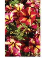 Petunia Crazy Tunia® Tiki Torch from Westhoff