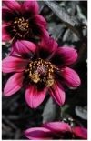 Dahlia Lubega Dark Velvet from Benary Plus