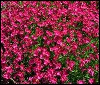 Kahori Scarlet dianthus