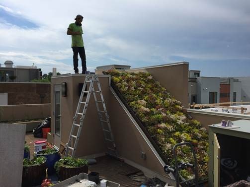 Green roof by Diggable Designs