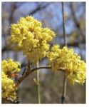 Cornelian Cherry Dogwood