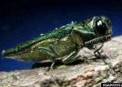 Emerald Ash Borer (EAB)