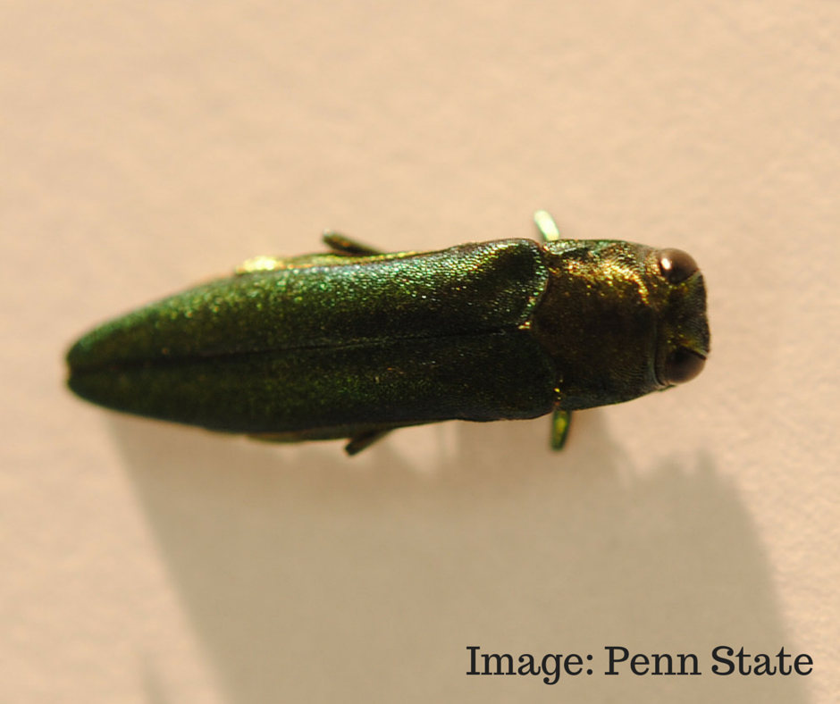 Bionic EAB female decoy