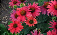 Echinacea ‘Sombrero® Tres Amigos’