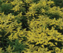 Solidago ‘Barseven’ (Sweety® Golden Rod)