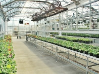 Greenhouse