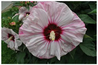 Hibiscus x ‘Summerific® Cherry Cheesecake’