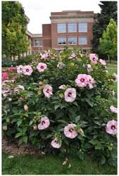 Summerific® Cherry Cheesecake Rose Mallow from Walters Garden